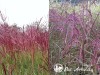 Miskantas kininis ,Rotfuchs' (lot.  Miscanthus sinensis)